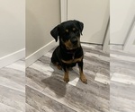 Small Photo #1 Rottweiler Puppy For Sale in FORT WORTH, TX, USA