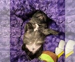 Small Photo #5 French Bulldog Puppy For Sale in MCKINNEY, TX, USA