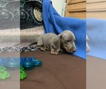Small Photo #1 Dachshund Puppy For Sale in RICHMOND, TX, USA