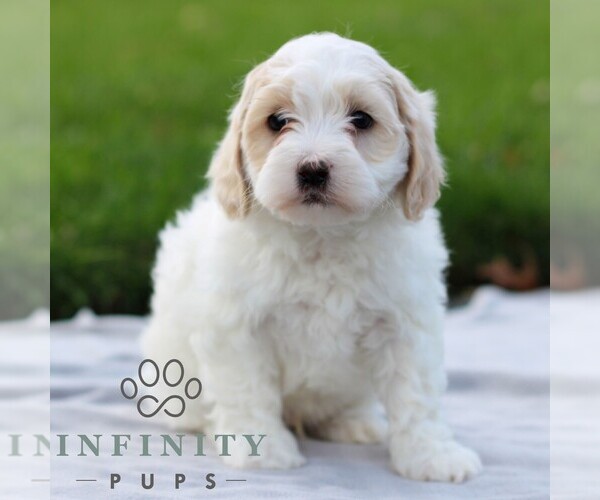 Medium Photo #4 Maltipoo Puppy For Sale in MANHEIM, PA, USA