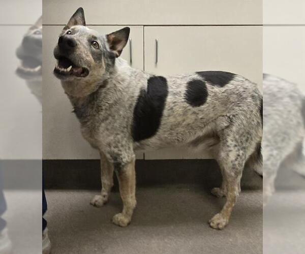 Medium Photo #1 Mutt Puppy For Sale in HESPERIA, CA, USA