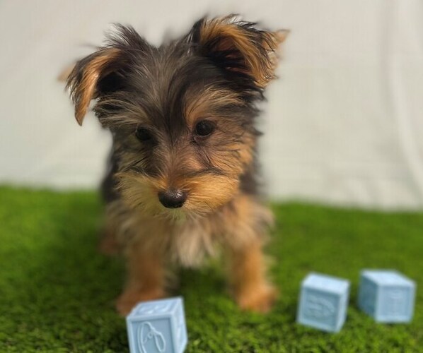 Medium Photo #2 Yorkshire Terrier Puppy For Sale in STUART, FL, USA