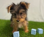 Small #1 Yorkshire Terrier