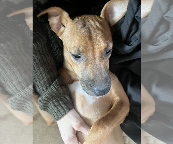 Medium Photo #1 Labrador Retriever-Unknown Mix Puppy For Sale in Dana Point, CA, USA