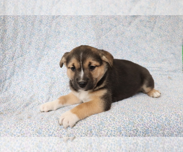 Medium Photo #4 Mutt Puppy For Sale in SHILOH, OH, USA
