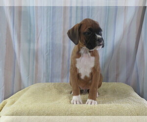 Boxer Puppy for sale in CURTISS, WI, USA
