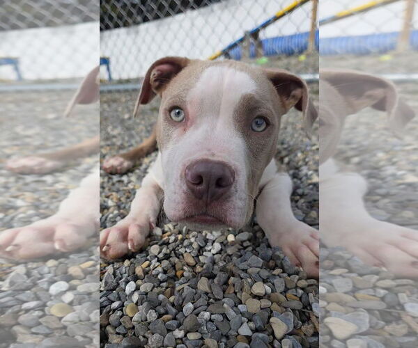 Medium Photo #3 Mutt Puppy For Sale in Rockaway, NJ, USA