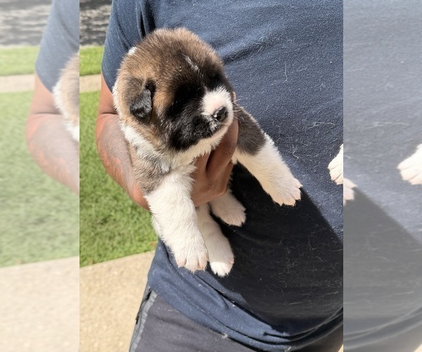 Medium Photo #9 Akita Puppy For Sale in CLINTON, MD, USA