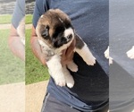Litter of 3 - Female AkitaLitter of Puppies for Sale - Photo #9