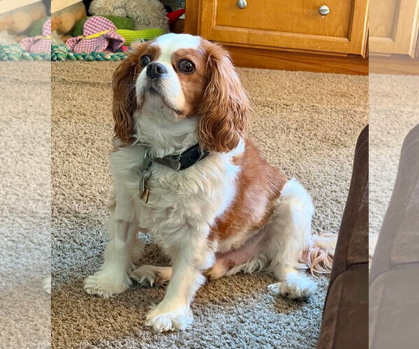 Medium Photo #1 Cavalier King Charles Spaniel Puppy For Sale in St. Louis Park, MN, USA