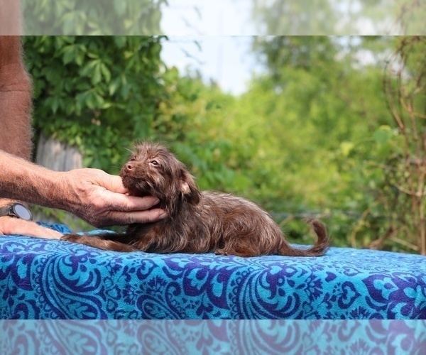 Medium Photo #10 Poodle (Toy)-YorkiePoo Mix Puppy For Sale in DYERSBURG, TN, USA