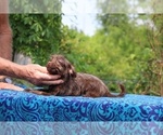 Small #9 Poodle (Toy)-YorkiePoo Mix