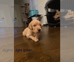Puppy light green Golden Retriever