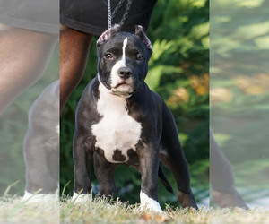 American Bully Puppy for sale in BRANDYWINE, MD, USA