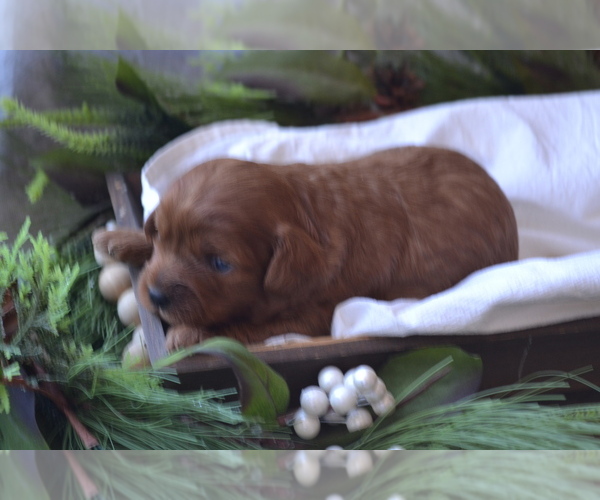 Medium Photo #3 Cavapoo (Miniature) Puppy For Sale in GREENWOOD, WI, USA