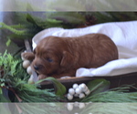 Small Photo #12 Cavapoo (Miniature) Puppy For Sale in GREENWOOD, WI, USA