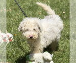 Small #1 Mutt