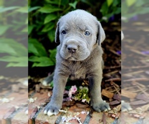 Cane Corso Puppy for sale in BIRMINGHAM, AL, USA