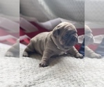 Small Photo #3 French Bulldog Puppy For Sale in RICHLAND, IA, USA