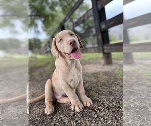 Medium Labrador Retriever