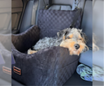 Small Photo #4 Poodle (Miniature)-Unknown Mix Puppy For Sale in San Diego, CA, USA