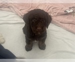 Small #2 Bernedoodle