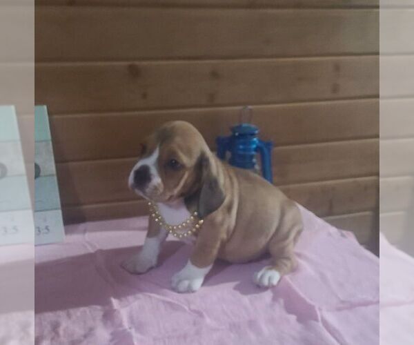 Medium Photo #2 Beabull-Bulldog Mix Puppy For Sale in ARTHUR, IL, USA