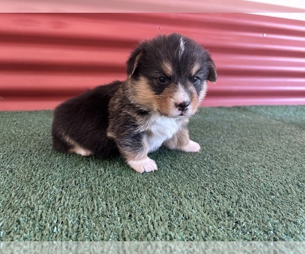 Medium Photo #22 Pembroke Welsh Corgi Puppy For Sale in CERES, CA, USA