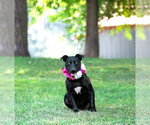 Small #5 Colonial Cocker Spaniel Mix
