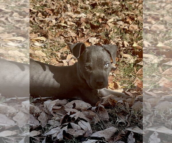 Medium Photo #2 Mutt Puppy For Sale in Boston, MA, USA