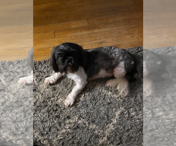 Medium Photo #1 Shih Tzu Puppy For Sale in LITHONIA, GA, USA