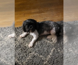 Mother of the Shih Tzu puppies born on 06/21/2025