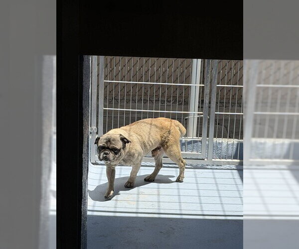 Medium Photo #1 Pug Puppy For Sale in Downey, CA, USA