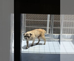 Pug Dogs for adoption in Downey, CA, USA