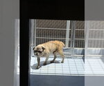 Small Pug