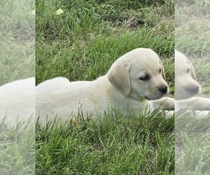 Labrador Retriever Puppy for sale in WESTFIELD, NC, USA