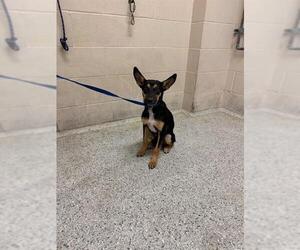 German Shepherd Dog-Unknown Mix Dogs for adoption in Conroe, TX, USA