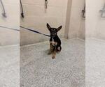 PHYLLIS - Female German Shepherd Dog-Unknown Mix Dog for Adoption - Small photo