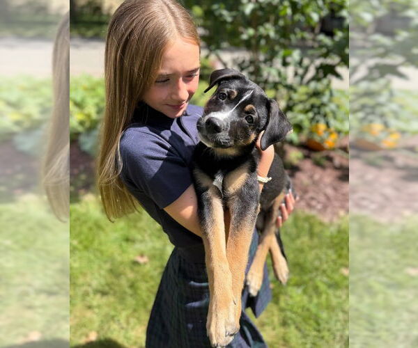 Medium Photo #7 Mutt Puppy For Sale in Minneapolis, MN, USA