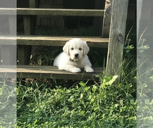 English Cream Golden Retriever Puppy for sale in TAMPA, FL, USA