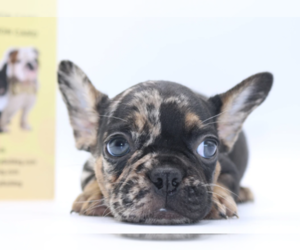 French Bulldog Puppy for sale in ALPHARETTA, GA, USA