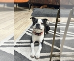 Small Photo #1 Boston Terrier Puppy For Sale in CARMICHAEL, CA, USA