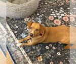 Small #2 Mutt