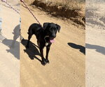 Small #1 Labrador Retriever Mix