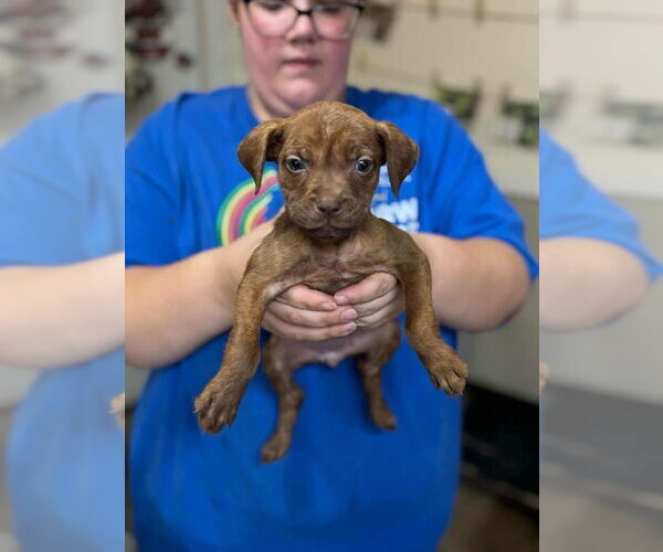 Medium Photo #2 Boxer-Unknown Mix Puppy For Sale in Aurora, IN, USA