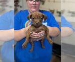 Small #1 Boxer Mix