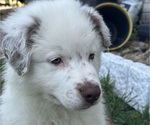Puppy Puppy 4 Chunk Australian Shepherd