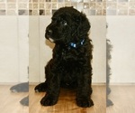 Puppy 1 Airedoodle