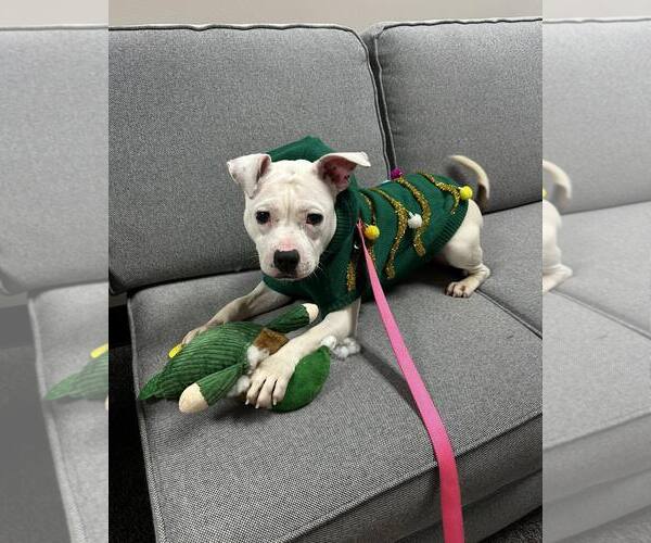 Medium Photo #2 Mutt Puppy For Sale in North Myrtle Beach, SC, USA