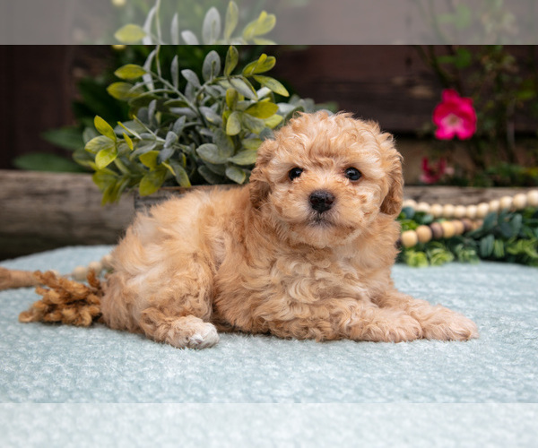 Medium Photo #2 Poodle (Toy) Puppy For Sale in CLARE, MI, USA